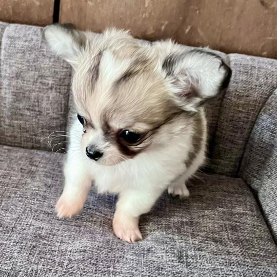 chiot Chihuahua Poil Long Blanc panaché marron charbonné BILLY THE KING DOMAINE DE MONTBRIEUX  