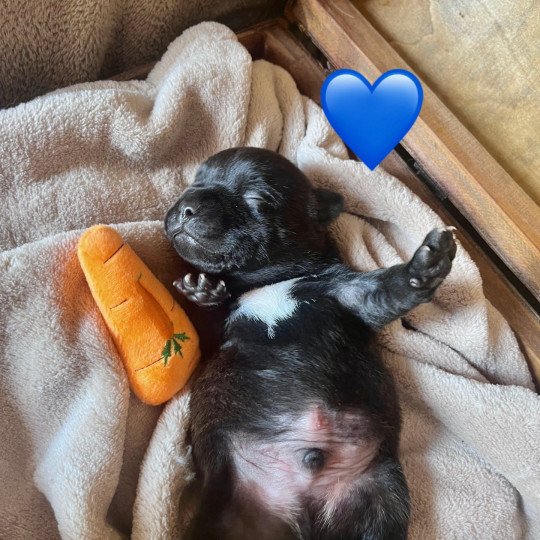 COEUR BLEU DU DOMAINE DE MONTBRIEUX Mâle Staffordshire bull terrier