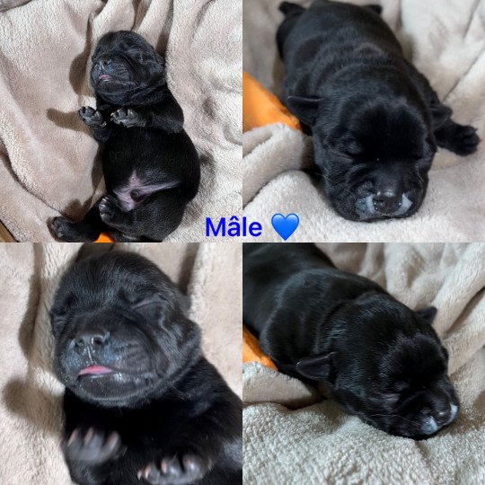 MALE NOIR DU DOMAINE DE MONTBRIEUX Mâle Staffordshire bull terrier