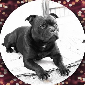 N'JOY Mâle Staffordshire bull terrier