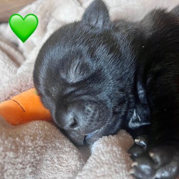 COEUR VERT DU DOMAINE DE MONTBRIEUX Mâle Staffordshire bull terrier