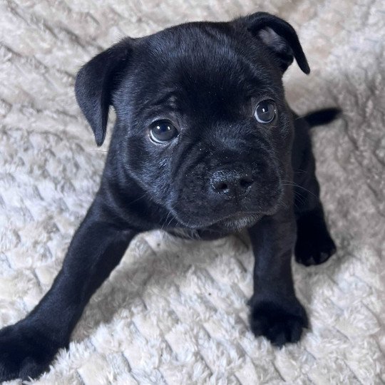 chiot Staffordshire bull terrier ACTARUS DOMAINE DE MONTBRIEUX  