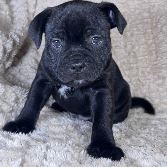 chiot Staffordshire bull terrier ACTARUS DOMAINE DE MONTBRIEUX  