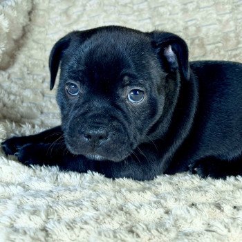 ACTARUS DU DOMAINE DE MONTBRIEUX Mâle Staffordshire bull terrier