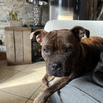 PRINCESSE VAIANA Femelle Staffordshire bull terrier