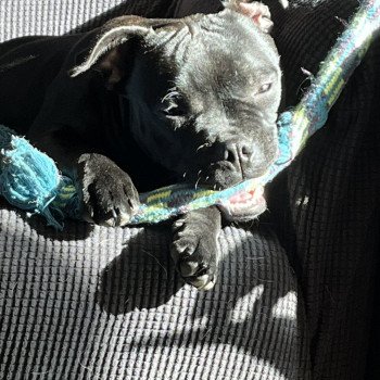 SO TCHIKITA DU DOMAINE DE MONTBRIEUX Femelle Staffordshire bull terrier