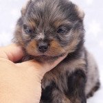 Lover Mâle Spitz allemand Lover Mâle Spitz allemand