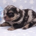 Hiro Mâle Spitz allemand Hiro Mâle Spitz allemand