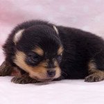 Lady Femelle Spitz allemand Lady Femelle Spitz allemand