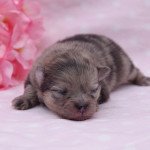 Prada Femelle Spitz allemand Prada Femelle Spitz allemand