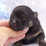 Sasuke Mâle Spitz allemand Sasuke Mâle Spitz allemand