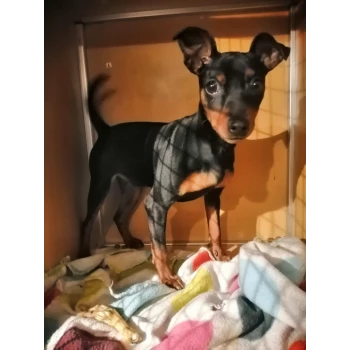 ELEVAGE DE PINSCHER NAIN LE TEMPLE DE BRUTUS