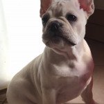 shakira Femelle Bouledogue francais shakira Femelle Bouledogue francais