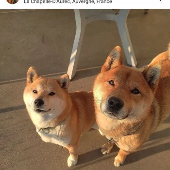 Shiba du valentonia