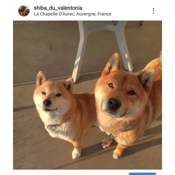 Shiba du valentonia