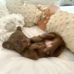 Taïa du Clos des Pom’ de Pins Femelle Chihuahua Poil Long Taïa du Clos des Pom’ de Pins Femelle Chihuahua Poil Long
