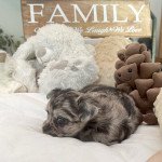Tiha du Clos des Pom’ de Pins Femelle Chihuahua Poil Long Tiha du Clos des Pom’ de Pins Femelle Chihuahua Poil Long