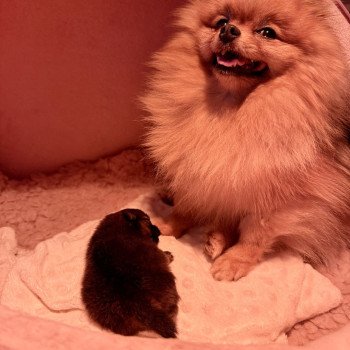 1er chiot (Portée Tagada ❤ Valentino 2025) - Femelle Orange charbonné Orange très charbonné probablement comme sa maman Femelle Spitz allemand