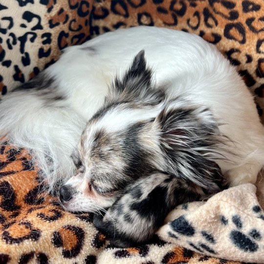 chiot Chihuahua Poil Long Merle Élevage du Clos des Pom’ de Pins  