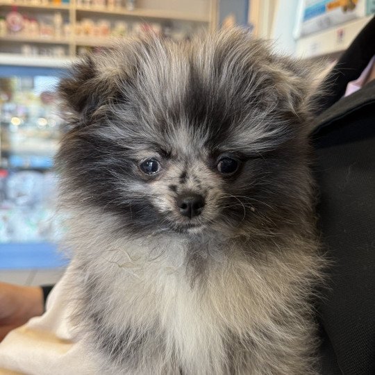 chiot Chihuahua Poil Long Merle Dolly Élevage du Clos des Pom’ de Pins  