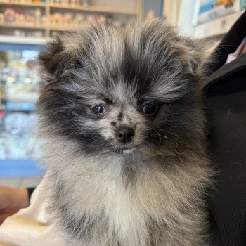 Dolly du Clos des Pom’ de Pins Femelle Chihuahua Poil Long