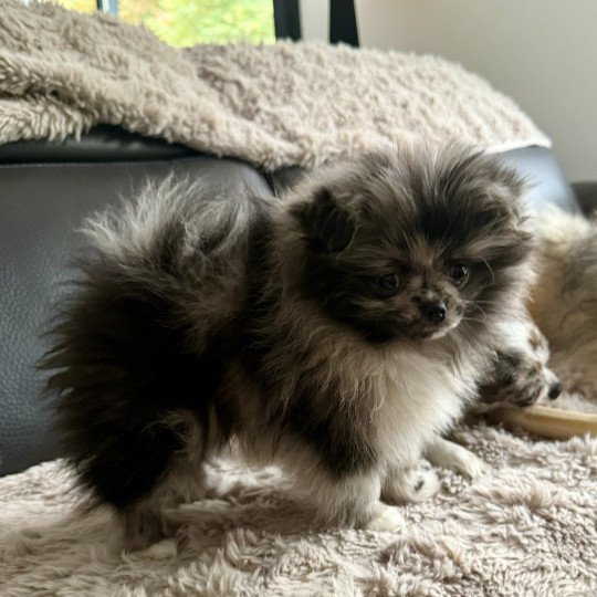 chiot Chihuahua Poil Long Merle Dolly Élevage du Clos des Pom’ de Pins  