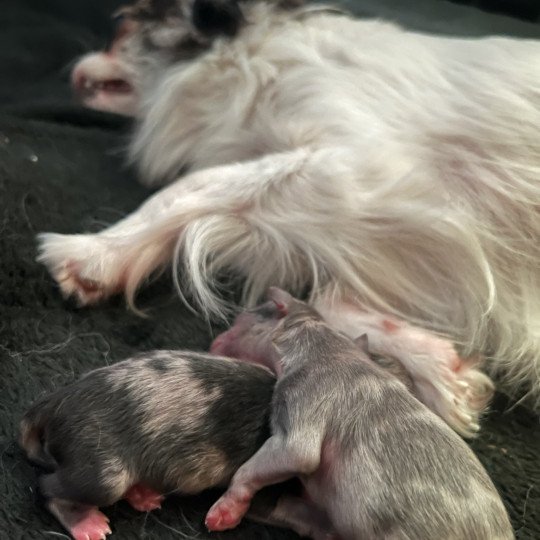 chiot Chihuahua Poil Long Merle Élevage du Clos des Pom’ de Pins  