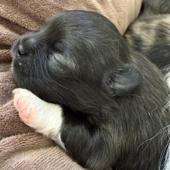 2e chiot (Portée Reem ❤ Valentino 2026) - Mâle Noir Pomchi 2  - Noir pattes blanches Mâle Chihuahua Poil Long