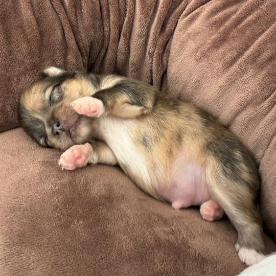 3e chiot (Portée Reem ❤ Valentino 2026) - Mâle Merle chocolat Pomchi 3 - Merle chocolat Mâle Chihuahua Poil Long