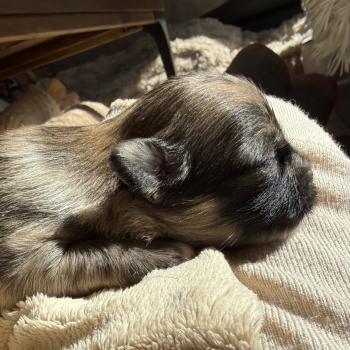 4e chiot (Portée Reem ❤ Valentino 2026) - Mâle Merle chocolat Merle chocolat Mâle Chihuahua Poil Long