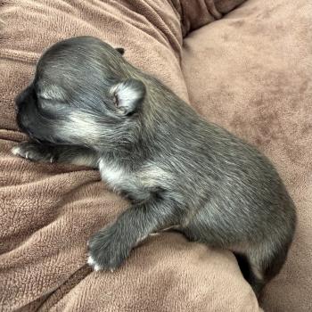 Pomchi 1 du Clos des Pom’ de Pins Mâle Chihuahua Poil Long