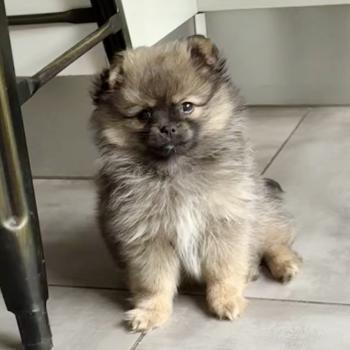 Boo du Clos des Pom’ de Pins Mâle Chihuahua Poil Long