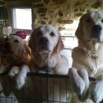 La maison des retrievers