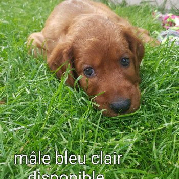 Bleu Mâle Setter irlandais rouge