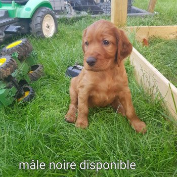 Noir Mâle Setter irlandais rouge