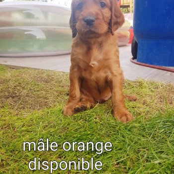 Orange Mâle Setter irlandais rouge