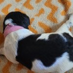 Rose DE SAMY-DUCK Femelle Epagneul breton Rose DE SAMY-DUCK Femelle Epagneul breton