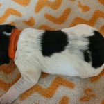 Orange DE SAMY-DUCK Femelle Epagneul breton Orange DE SAMY-DUCK Femelle Epagneul breton