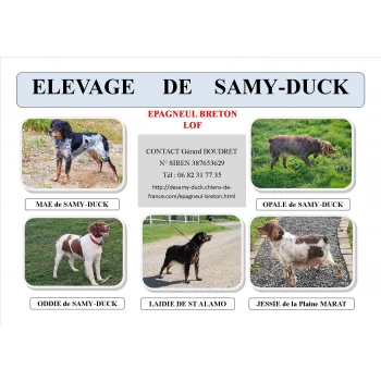 Elevage de SAMY-DUCK