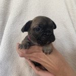 Femelle Foncé Femelle Bouledogue francais Femelle Foncé Femelle Bouledogue francais