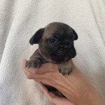 Femelle Foncé Femelle Bouledogue francais