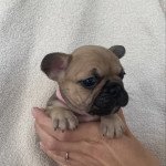 Queen Femelle Bouledogue francais