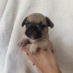 Male Clair Mâle Bouledogue francais Male Clair Mâle Bouledogue francais