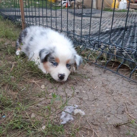 5e chiot (Portée Taboo ❤ OREL) - Mâle  Mâle Berger australien