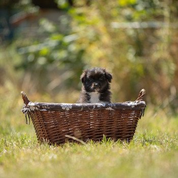 6e chiot (Portée Taboo ❤ OREL) - Femelle  Femelle Berger australien