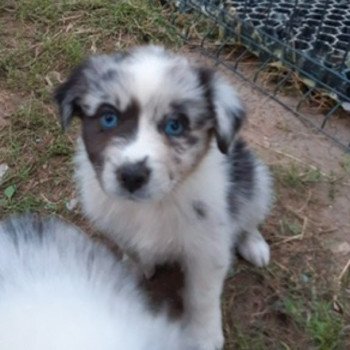7e chiot (Portée Taboo ❤ OREL) - Femelle  Femelle Berger australien