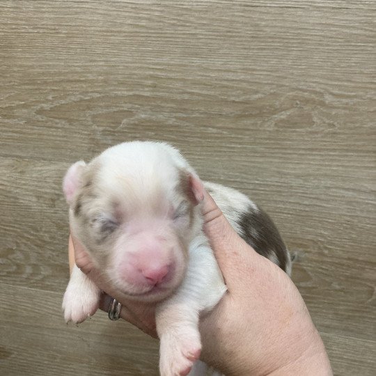 1er chiot (Portée Tya ❤ patata 2025) - Femelle Rouge merle Femelle Berger australien