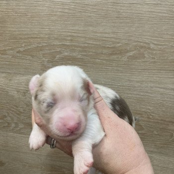 1er chiot (Portée Tya ❤ patata 2025) - Femelle Rouge merle Femelle Berger australien