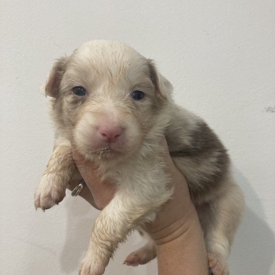 chiot Berger australien Rouge merle Elevage in memory of nanou  