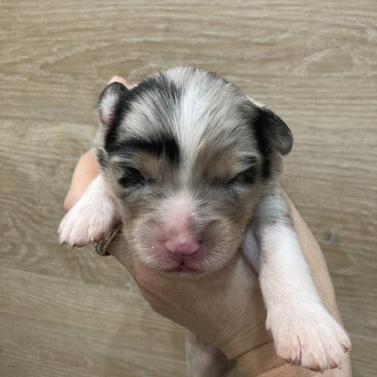 2e chiot (Portée Tya ❤ patata 2025) - Mâle Bleu merle Mâle Berger australien